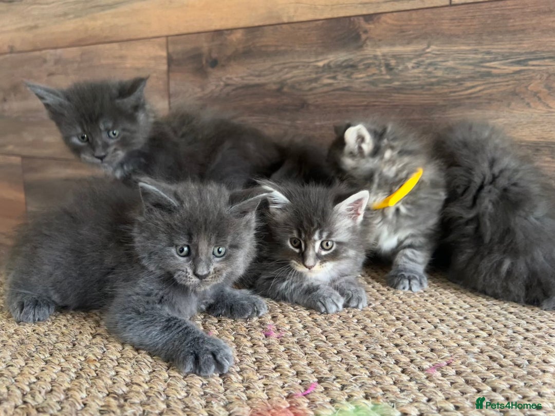 Maine Coon cats for sale: First Litter 6 Pure Maine Coon Kittens - Image 10