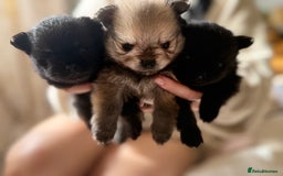 Pomeranian dogs for sale: Pomeranian puppy’s  - Image 8