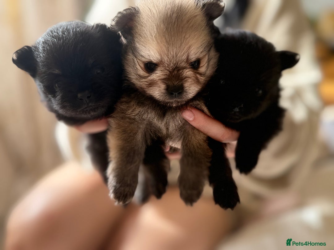 Pomeranian dogs for sale: Pomeranian puppy’s  - Image 8