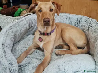 Mixed Breed dogs Sweet Caramel looking for her family - Advert 2