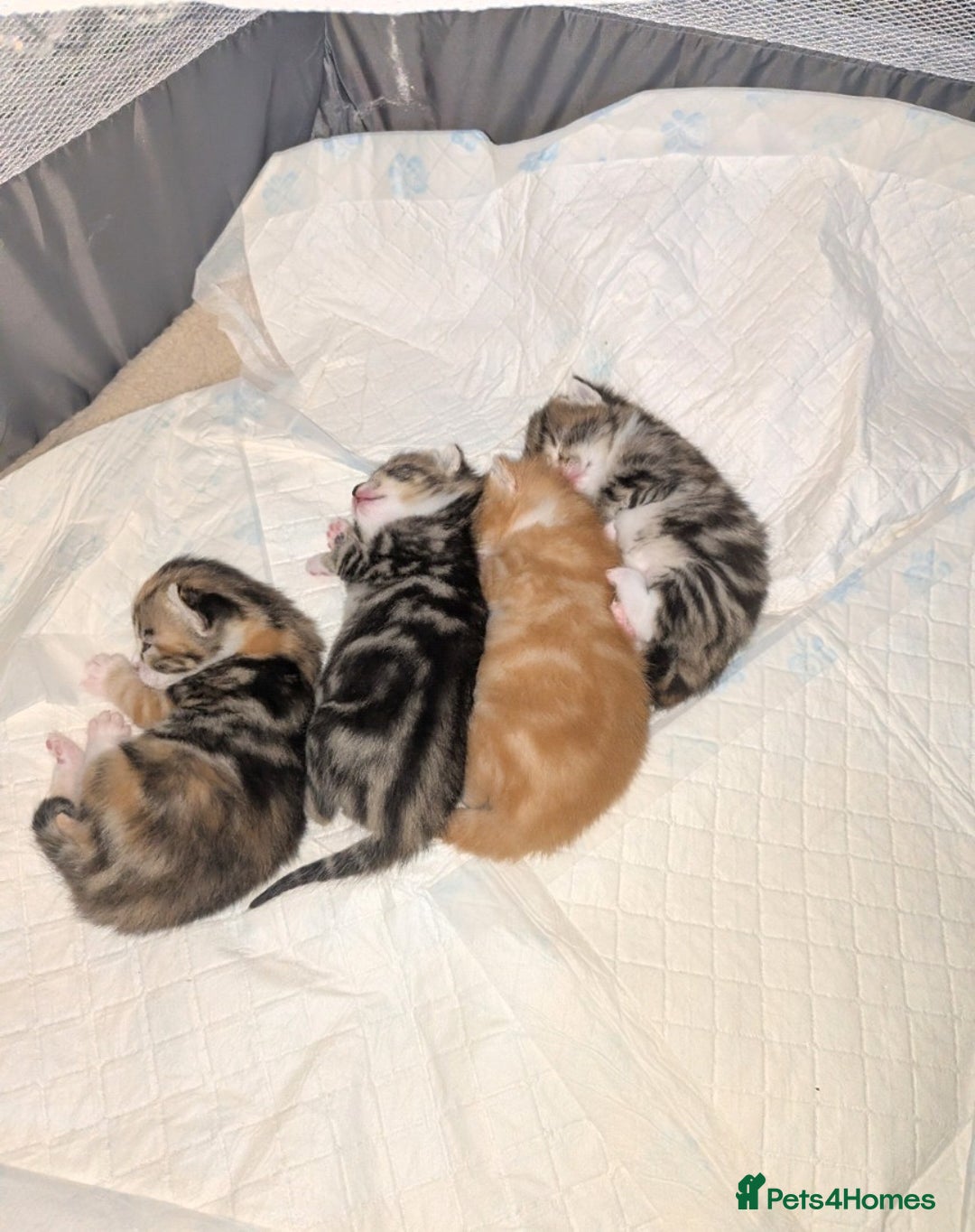 Mixed Breed cats for sale: Playful kittens  - Image 3