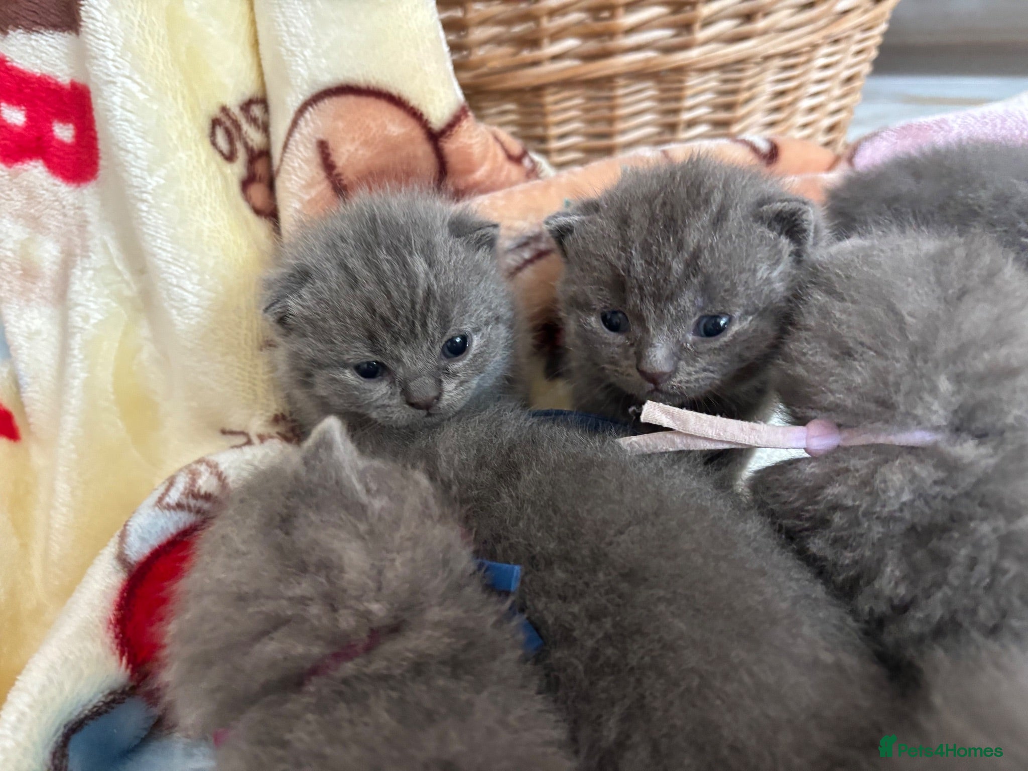 British Shorthair cats 😍 Beautiful bsh pedigree kittens 😍 - Advert 2