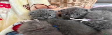 British Shorthair 1
