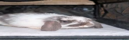 Mini Lop rabbits for sale: Beautiful litter of Mini lop bunnies  - Advert 17