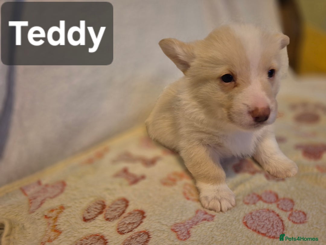 Welsh Corgi Pembroke dogs for sale: 8 Pembroke corgi puppy's - Advert 28