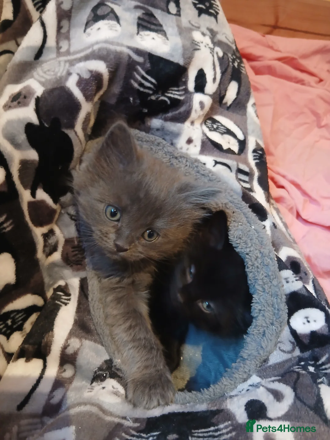 British Shorthair cats for sale: Beautiful British Shorthair Kittens  - Advert 8