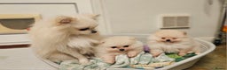 Pomeranian dogs for sale: Incredible Pomeranian Puppies! - Advert 6
