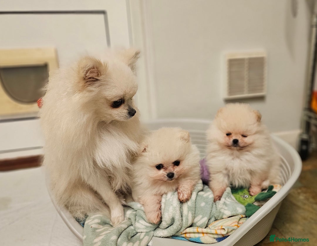 Pomeranian dogs for sale: Incredible Pomeranian Puppies! - Advert 6