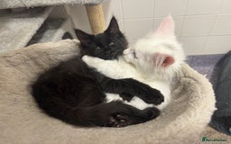 Maine Coon cats for sale: 2 Mainecoon pedigree kitten - Image 37