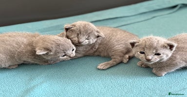 Russian Blue cats - Advert 1