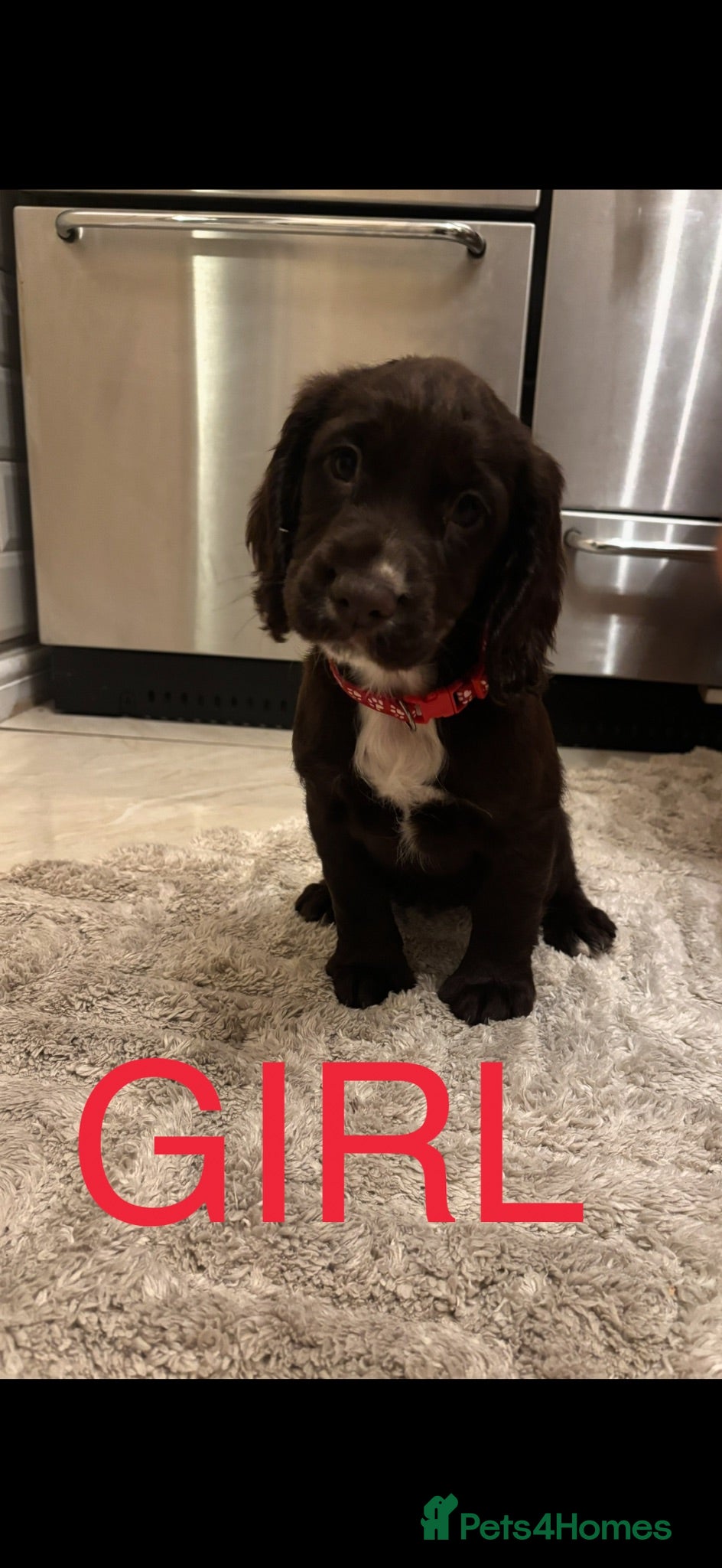Cocker Spaniel dogs READY TO LEAVE NOW Cocker spaniel puppies  - Advert 13