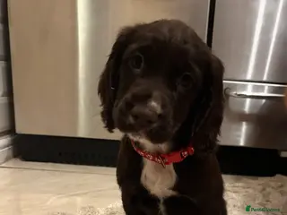 Cocker Spaniel dogs READY TO LEAVE NOW Cocker spaniel puppies - Advert 13