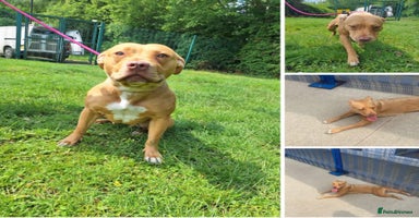 Staffordshire Bull Terrier dogs - Advert 3