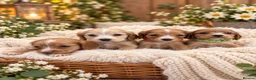 Cocker Spaniel dogs for sale:  🌟Exceptional Show Cocker Spaniel Puppies🌟 - Advert 2