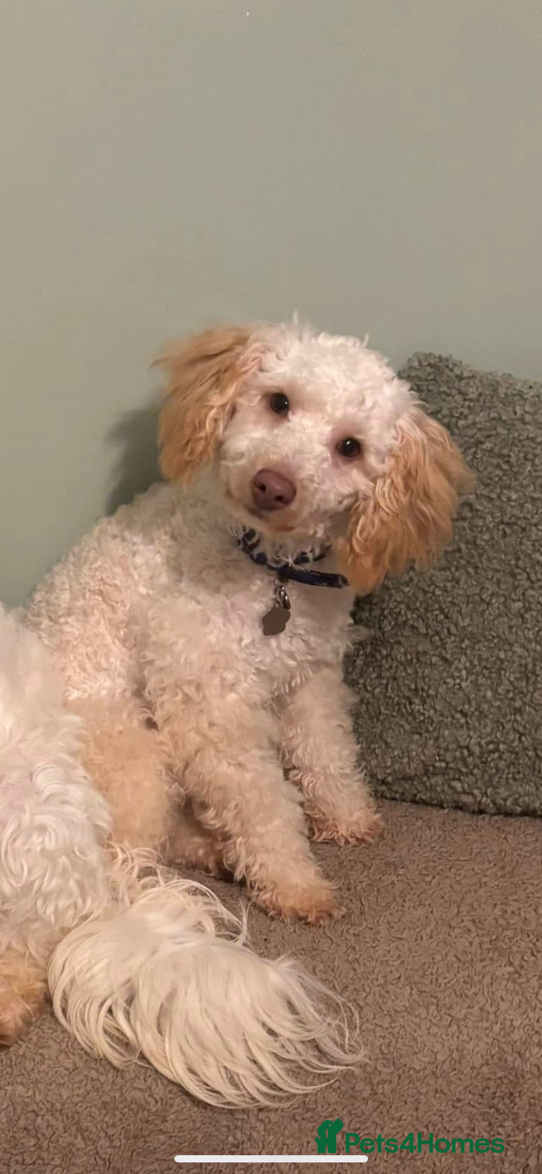 Poodle dogs for stud: Available for stud - Image 2