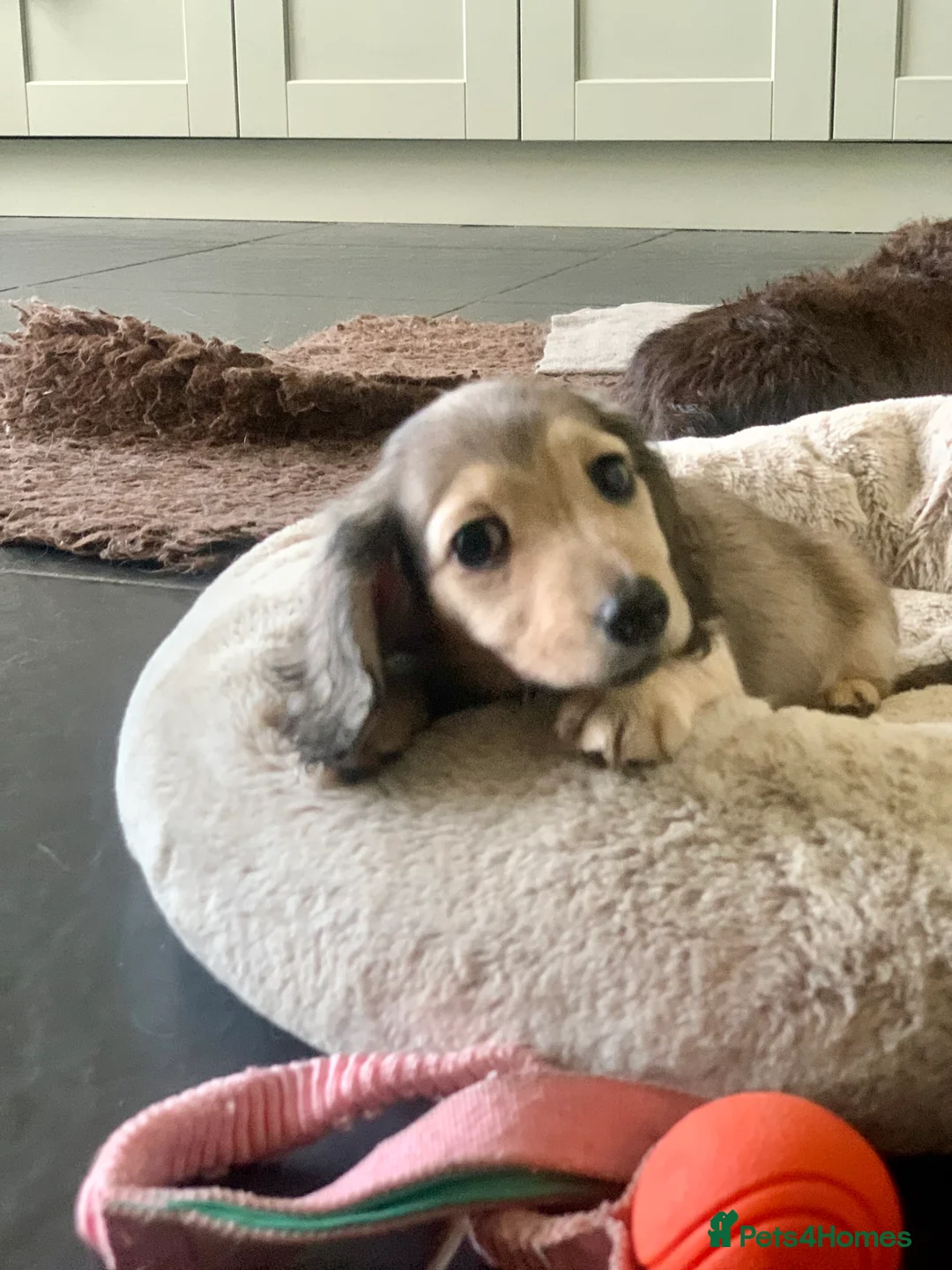 Miniature Dachshund dogs for sale: KC reg mini longhaired dachshund pups 1 girl2xboys - Advert 23