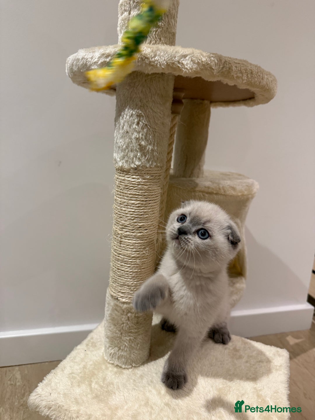 Scottish Fold cats for sale: Scottish Fold Kittens  - Advert 23