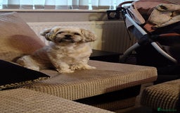 Shih Tzu dogs for sale: Beautiful colours Shihtzu puppies - Image 12