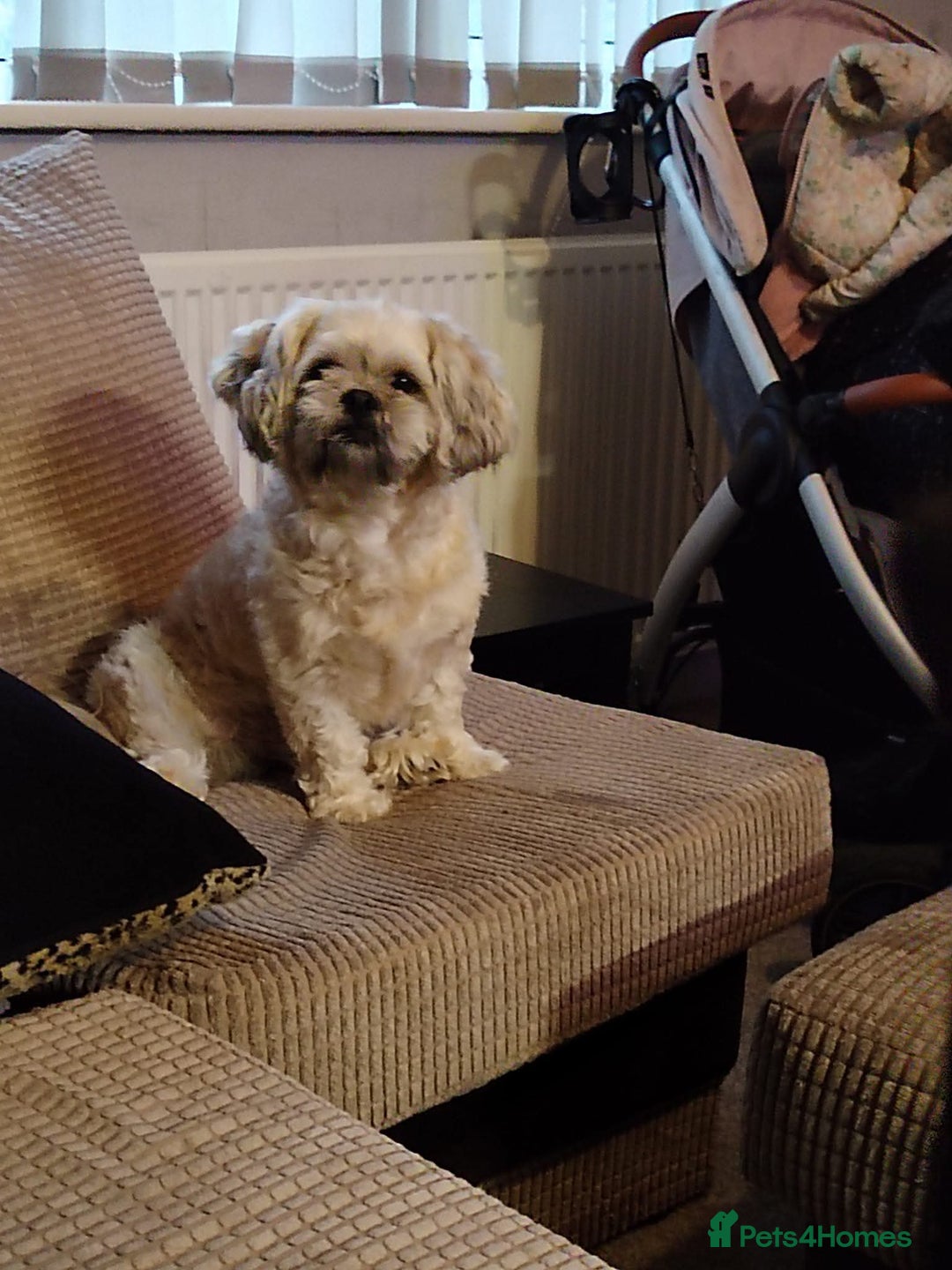 Shih Tzu dogs for sale: Beautiful colours Shihtzu puppies - Image 12