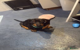 Dachshund dogs for sale: 14 week old male dachshund  - Image 4