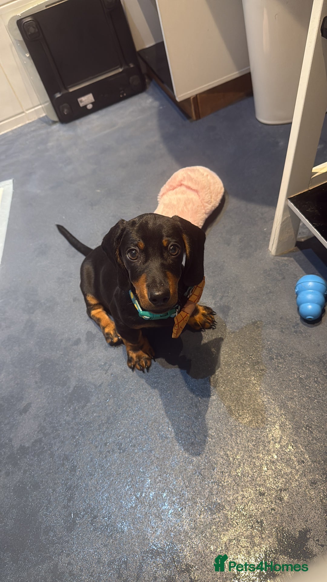 Dachshund dogs for sale: 14 week old male dachshund  - Image 4