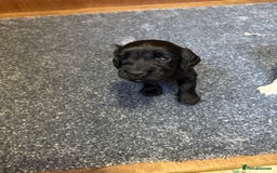 Sprocker dogs for sale: Beautiful Sprocker Spaniel puppies  - Image 15