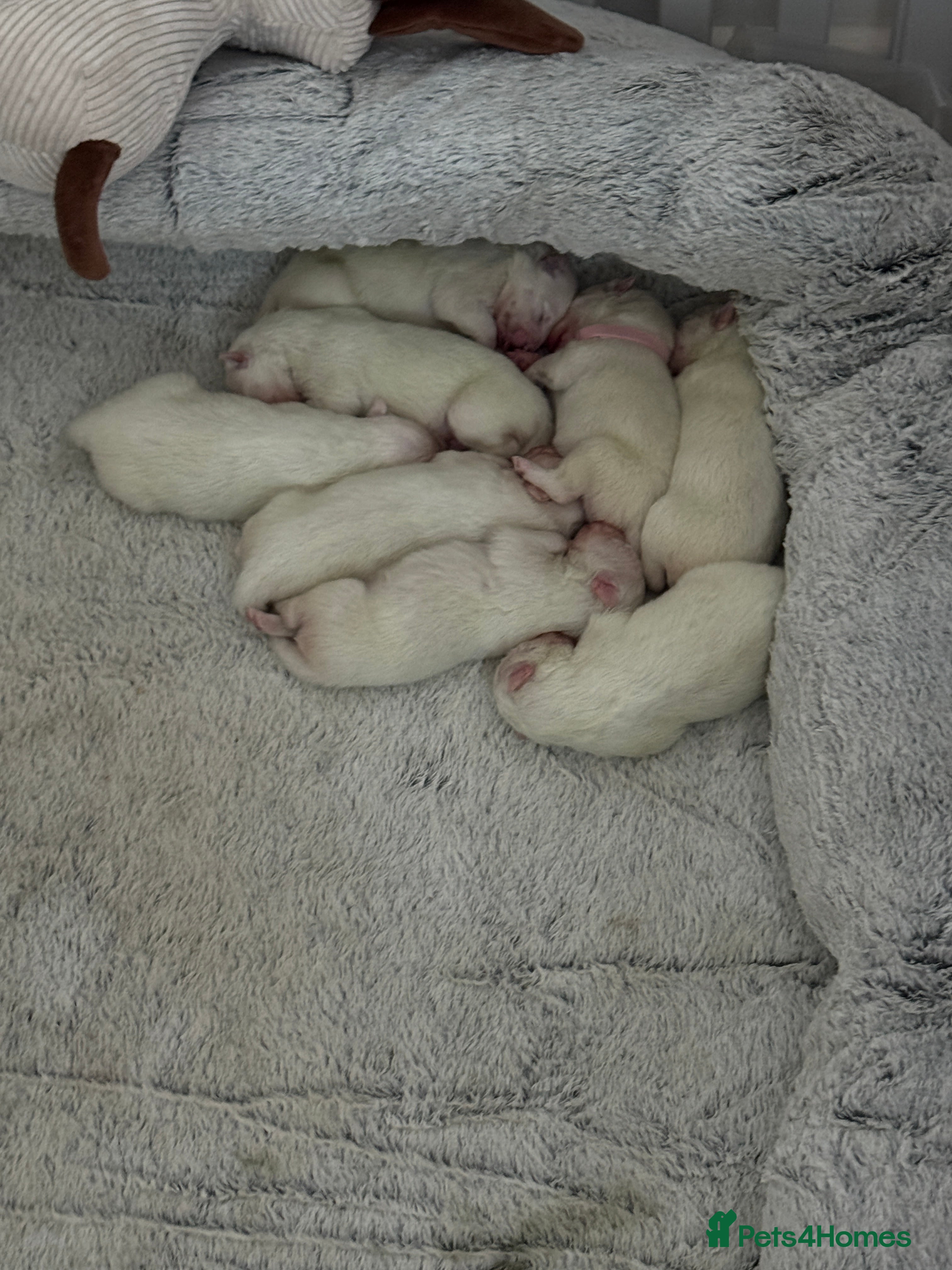 Samoyed dogs Beautiful Samoyed Puppies for sale - Advert 1