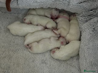 Samoyed dogs Beautiful Samoyed Puppies for sale - Advert 1