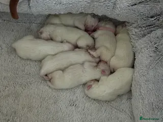 Samoyed dogs Samoyed Puppies for sale - Advert 14