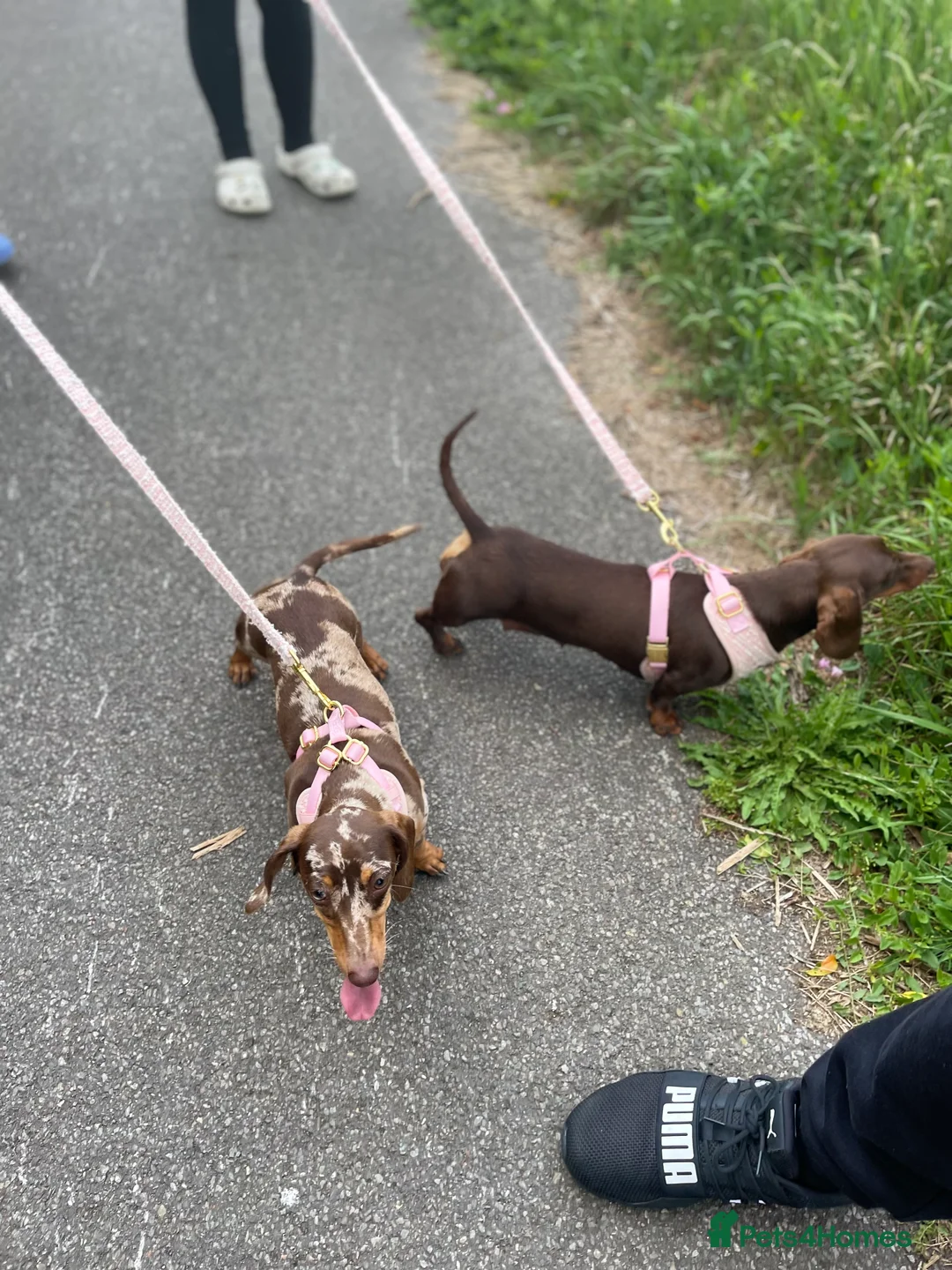 Miniature Dachshund dogs for sale: KC registered Miniature Dachshund PRA clear - Advert 5