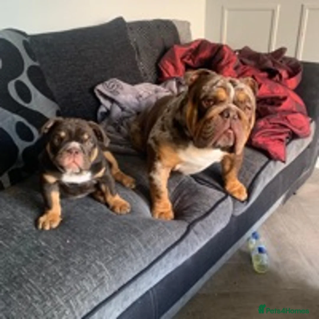 English Bulldog dogs for stud: 💙🍫FRANK🍫💙 in Southampton - Advert 10