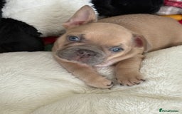 French Bulldog dogs for sale: French Bulldog gorgeous puppies - Image 6