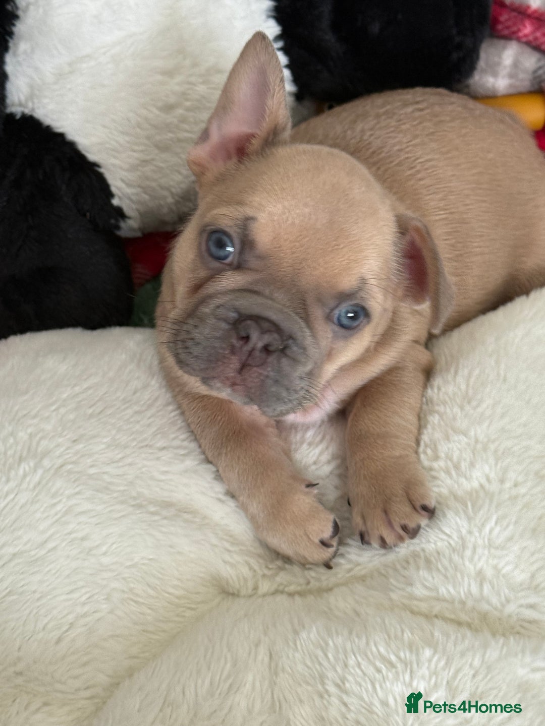 French Bulldog dogs for sale: French Bulldog gorgeous puppies - Image 6
