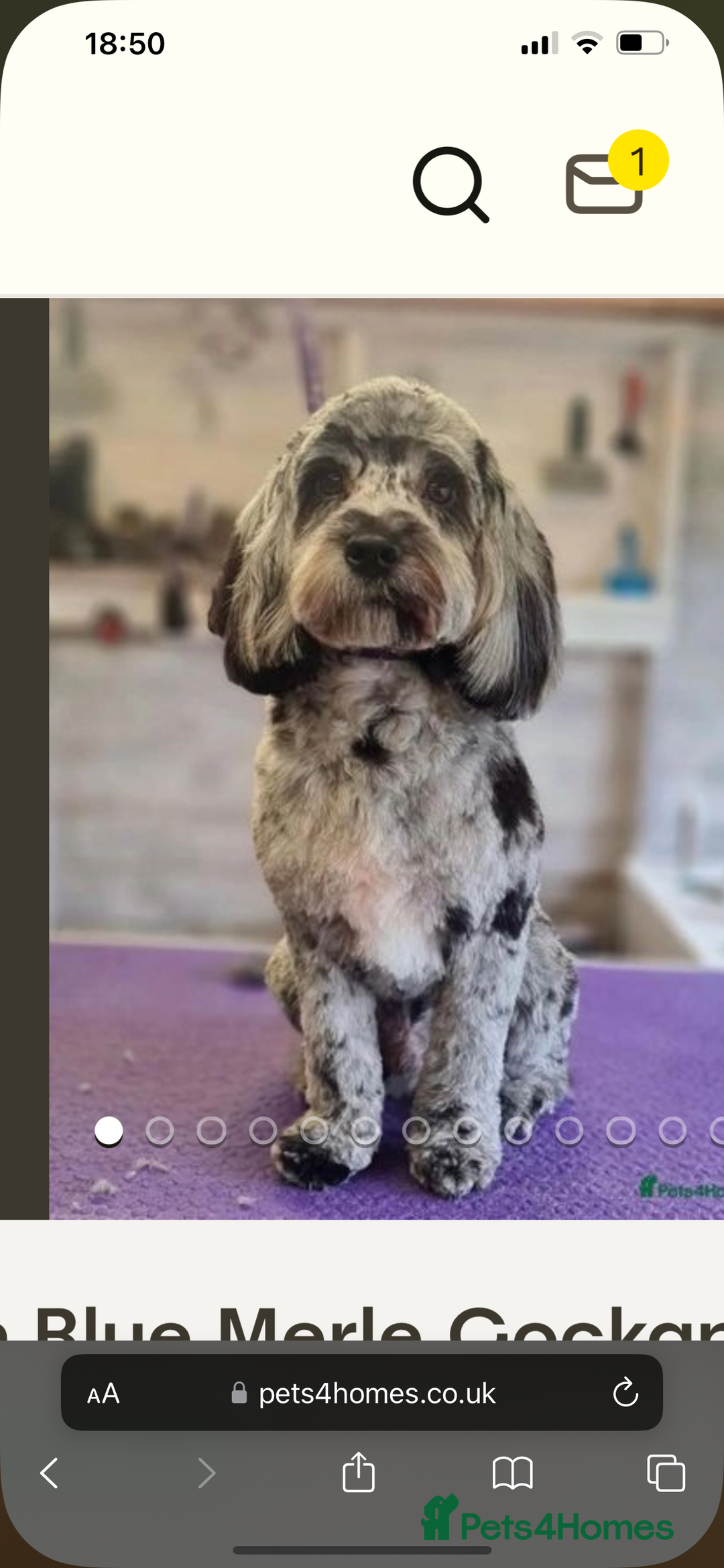 Cockapoo dogs for sale: REDUCED Beautiful F2 cockapoo puppies  - Advert 11