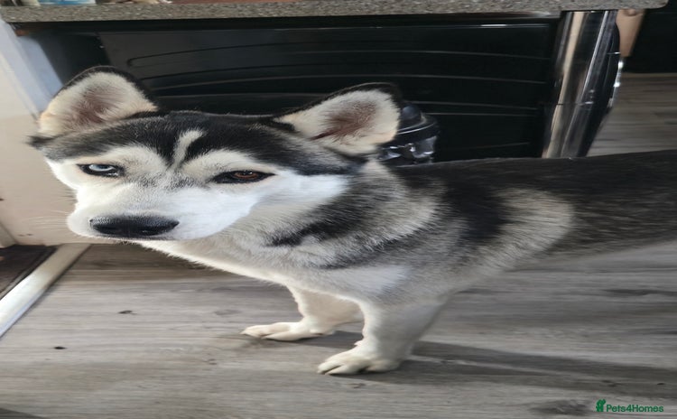Siberian Husky dogs 1 year old male Siberian Husky - Advert 14