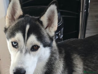 Siberian Husky dogs 1 year old male Siberian Husky - Advert 7