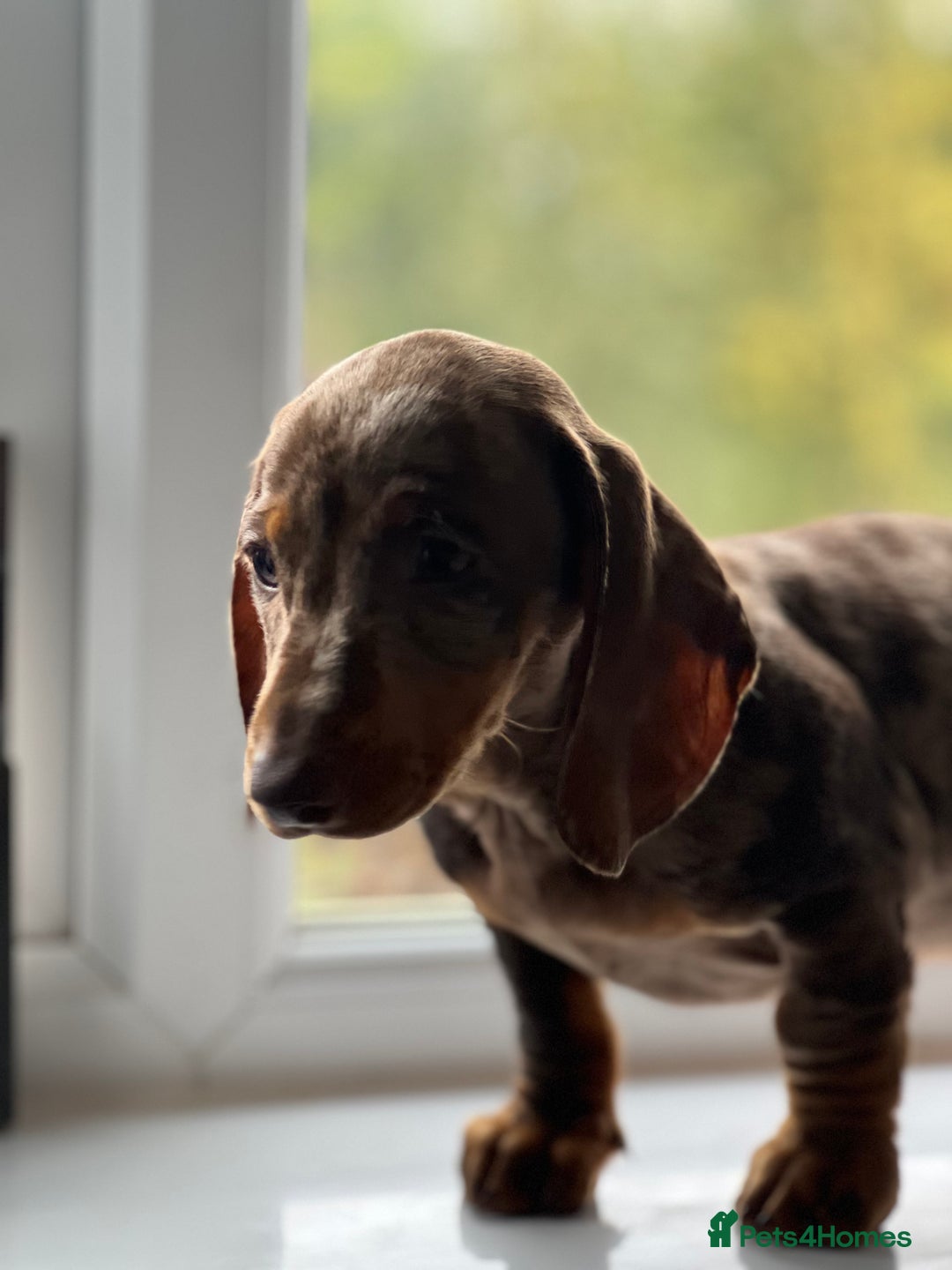 Dachshund dogs for sale: Dachshund puppy’s one boy and four girls  - Image 7
