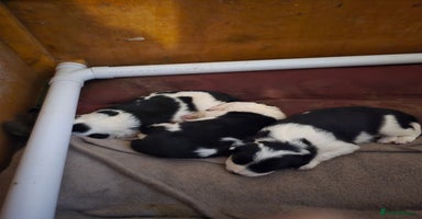 Border Collie dogs Border collie pups  - Advert 4