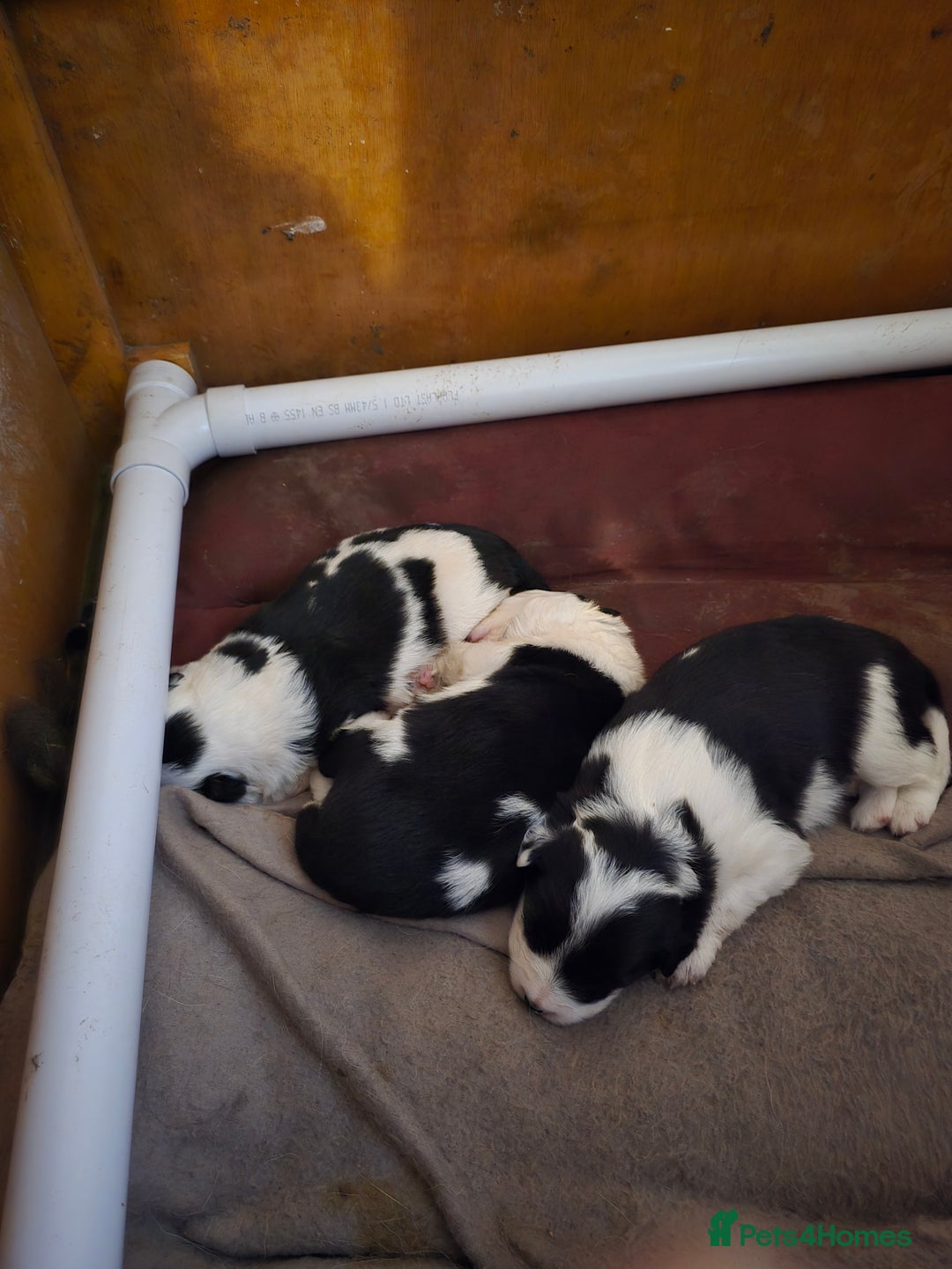 Border Collie dogs for sale: Border collie pups  - Image 3