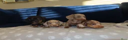 Miniature Dachshund dogs for sale: 4 boy’s beautiful miniature dachshund puppies  - Advert 29