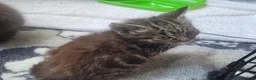 Mixed Breed cats for sale: 5 kittens available 17th October  - Advert 8