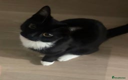 British Shorthair cats for sale: Male Tuxedo Kitten- Sale Lei/london - Image 2