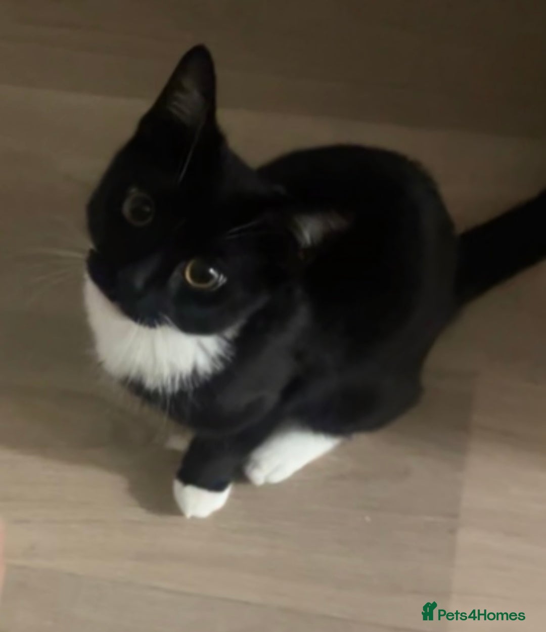 British Shorthair cats for sale: Male Tuxedo Kitten- Sale Lei/london - Image 2