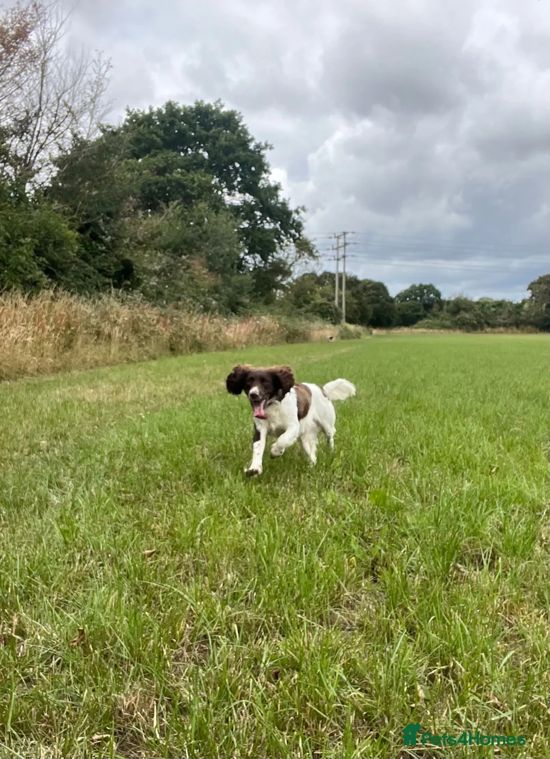 English Springer Spaniel dogs for stud: Hugo  - Advert 4