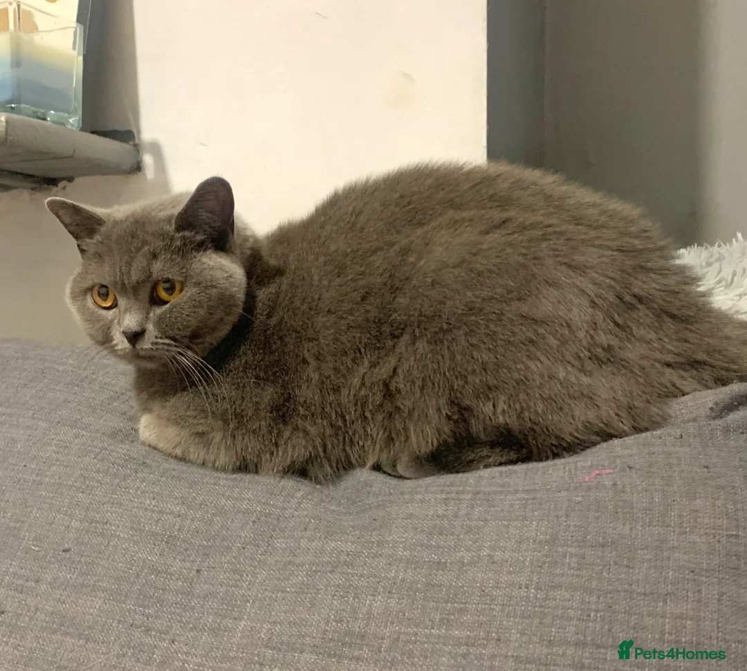 British Shorthair cats for sale: Lovely Blue girl Gccf/neutered  - Advert 7