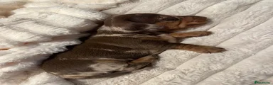 Miniature Dachshund 1