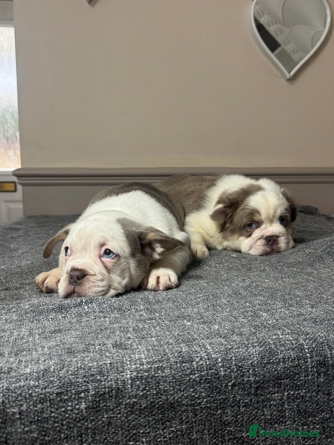 Mixed Breed dogs for sale: Bulldog puppies  - Advert 3