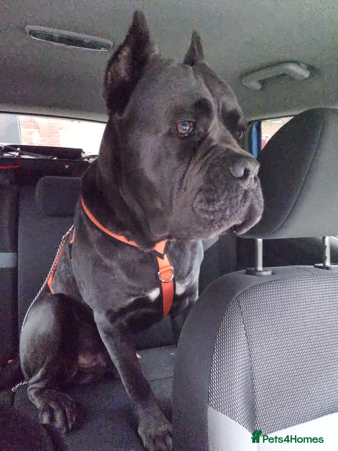 Cane Corso dogs for sale: Beautiful cane corso puppies - Advert 13