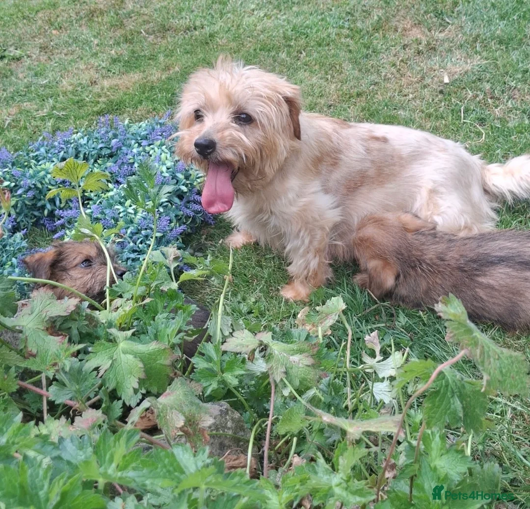 Norfolk Terrier dogs for sale: Stunning KC registered Norfolk terriers - Advert 19