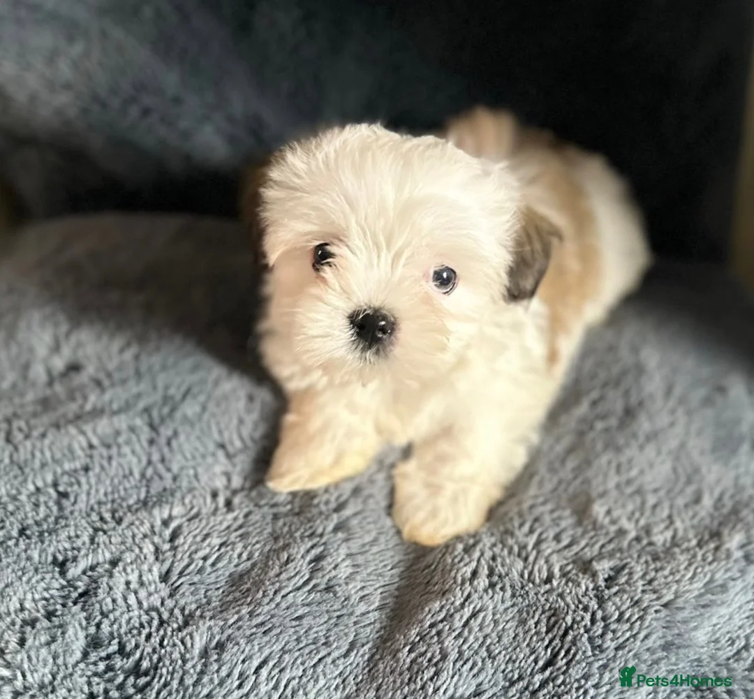 Shih Tzu dogs for sale: Lovely Shih Tzu puppy LAST FEMALE  in Coventry - Advert 1